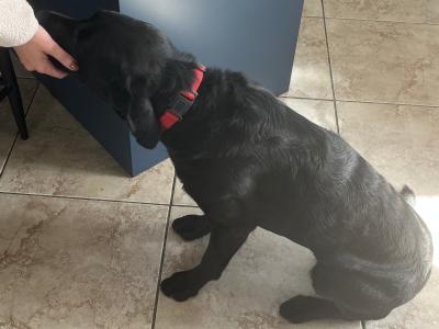 IKC Registered Labrador for stud in Clare