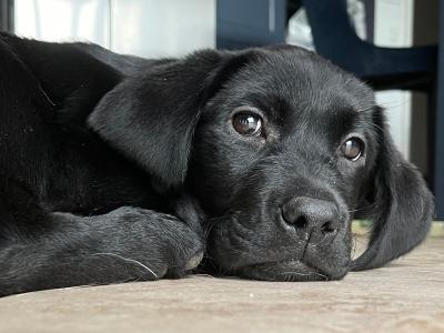 IKC Registered Labrador for stud in Clare