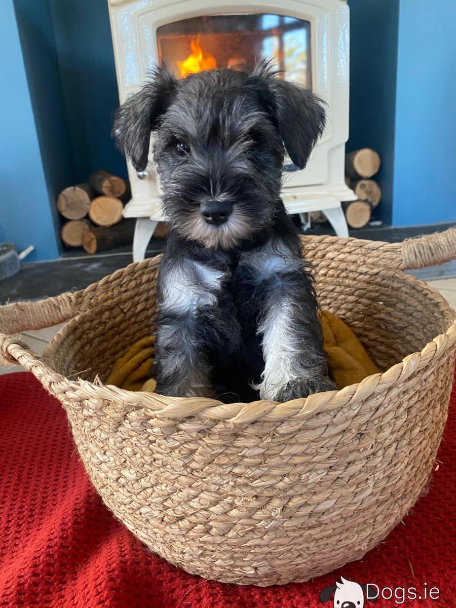 Mix Puppies Bichon Schnauzer Mix For Sale Miniature Schnauzers
