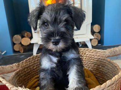 IKC Registered Miniature Schnauzer puppies in Galway