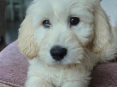 1 Female - Goldendoodle x Golden Retriever puppies in Donegal