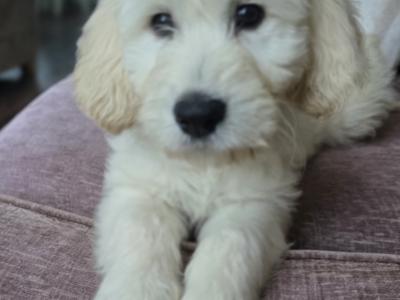 1 Female - Goldendoodle x Golden Retriever puppies in Donegal