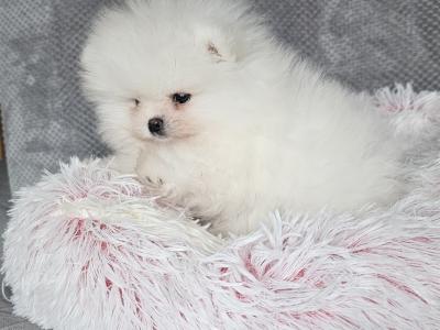 IKC (pending) 🇮🇪 Tiny Magic Pomeranian 🐶babies in Laois