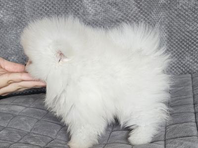 IKC (pending) 🇮🇪 Tiny Magic Pomeranian 🐶babies in Laois