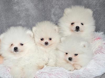 IKC (pending) 🇮🇪 Tiny Magic Pomeranian 🐶babies in Laois