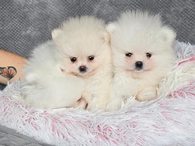 IKC Registered (pending) 🇮🇪 Tiny Magic Pomeranian puppies 🐶 in Laois