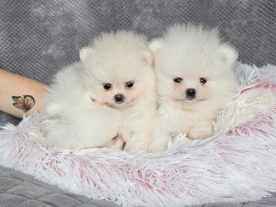 IKC (pending) 🇮🇪 Tiny Magic Pomeranian 🐶babies in Laois