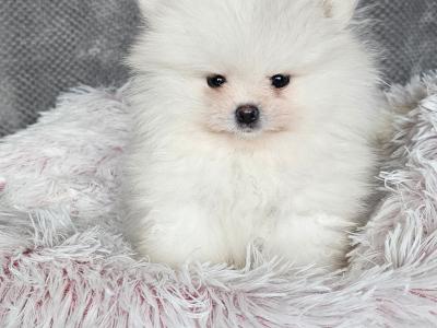 IKC (pending) 🇮🇪 Tiny Magic Pomeranian 🐶babies in Laois
