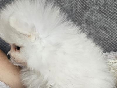 IKC (pending) 🇮🇪 Tiny Magic Pomeranian 🐶babies in Laois