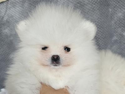 IKC (pending) 🇮🇪 Tiny Magic Pomeranian 🐶babies in Laois