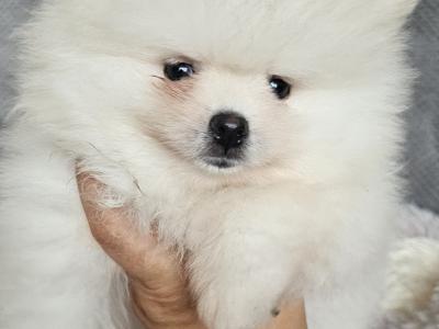 IKC (pending) 🇮🇪 Tiny Magic Pomeranian 🐶babies in Laois