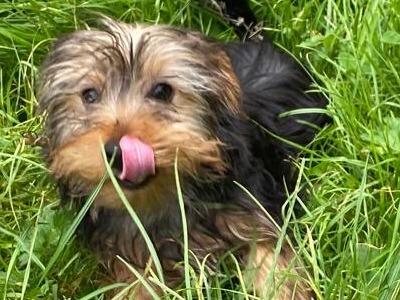 Male Yorkshire Terrier puppy in Limerick