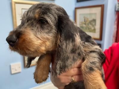 Wire Haired Dachshund puppies in Galway