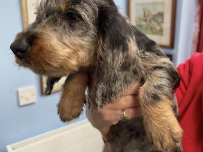 Wire Haired Dachshund puppies in Galway
