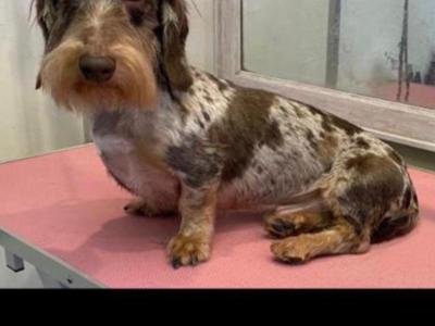 Wire Haired Dachshund puppies in Galway