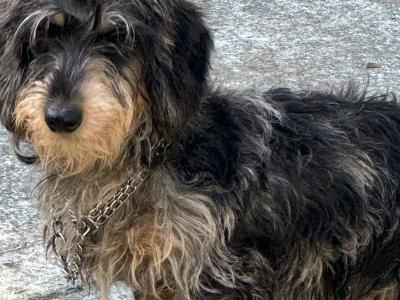 Wire Haired Dachshund puppies in Galway