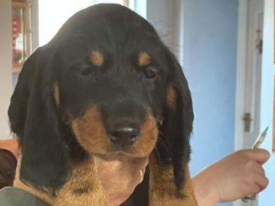 Wire Haired Dachshund puppies in Galway