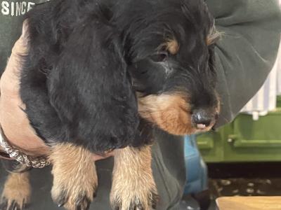 Wire Haired Dachshund puppies in Galway