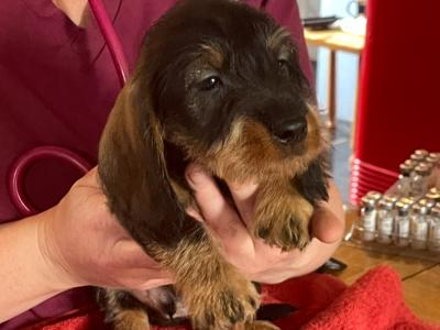 Wire Haired Dachshund puppies in Galway