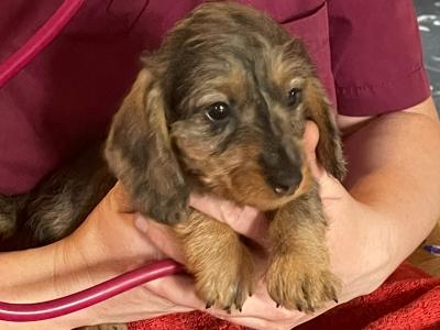 Wire Haired Dachshund puppies in Galway