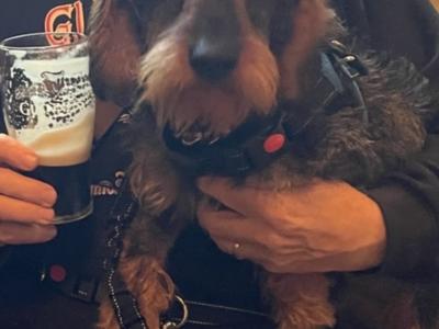 Wire Haired Dachshund puppies in Galway