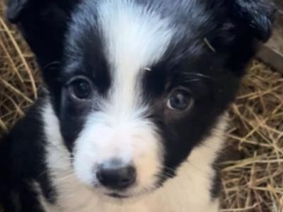 Border Collie puppies for sale in Offaly