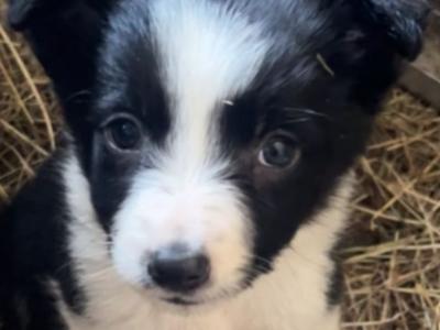 1 remaining: Border Collie female pup for sale in Offaly