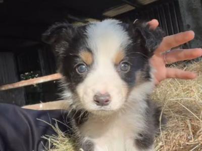 Border Collie puppies for sale in Offaly