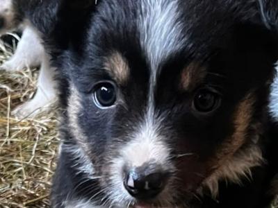 Border Collie puppies for sale in Offaly