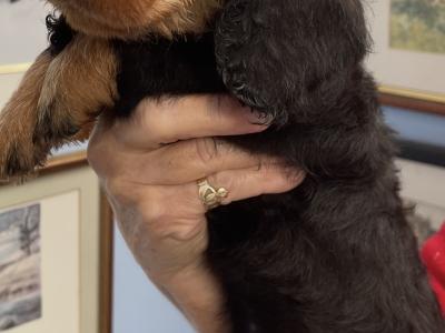 Wire Haired Dachshund puppies in Galway