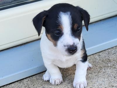 Jack Russell Terrier puppies in Wexford