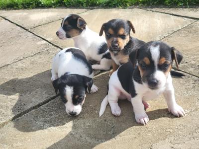 Jack Russell Terrier puppies in Wexford