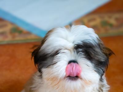 20 Weeks old Shih Tzu for sale