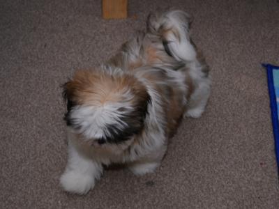 20 Weeks old Shih Tzu for sale