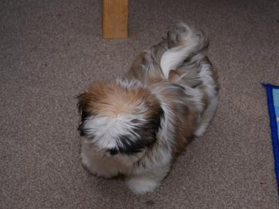 20 Weeks old Shih Tzu for sale