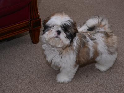 20 Weeks old Shih Tzu for sale