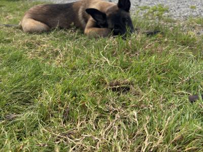 IKC Registered Belgian Malinois puppies in Laois