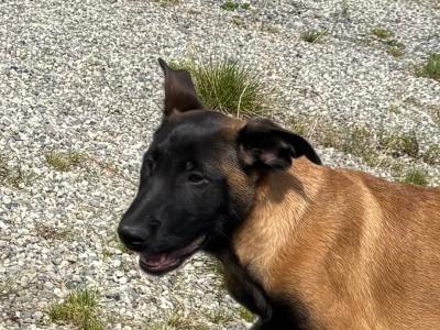 IKC Registered Belgian Malinois puppies in Laois