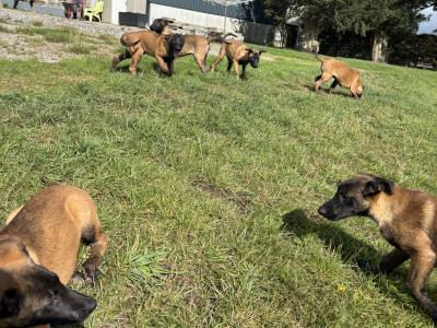 IKC Registered Belgian Malinois puppies in Laois