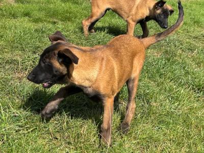 IKC Registered Belgian Malinois puppies in Laois