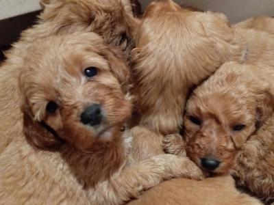 Cockapoo puppies for sale in Donegal