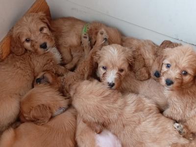 Cockapoo puppies for sale in Donegal