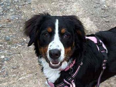 Bernese Mountain Dog puppy 7 months old in Wexford. Friendly family dog
