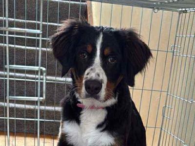 Bernese Mountain Dog puppy 7 months old in Wexford. Friendly family dog