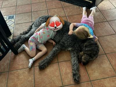 Wolfadoodle for stud