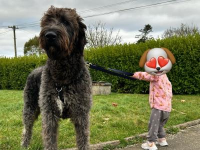 Wolfadoodle for stud