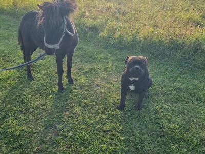 IKC Registered Staffordshire Bull Terrier for stud
