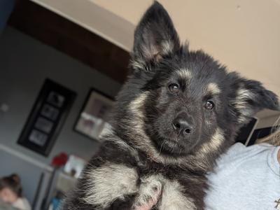 German Shepherd puppies for sale in Cork