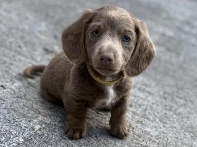 Rare Dachshund puppies in Dublin