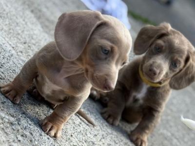 Rare Dachshund puppies in Dublin